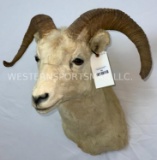 Dall Sheep Sh Mt TAXIDERMY