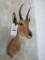 Reedbok Sh Mt TAXIDERMY