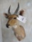 Bushbuck Sh Mt TAXIDERMY