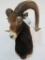 MOUFLON SH MT TAXIDERMY