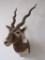 Blackbuck Sh Mt TAXIDERMY