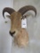 Aoudad Sh Mt TAXIDERMY