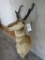 Pronghorn w/Pole for a pedestal TAXIDERMY