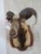 Corsican Sheep Sh Mt on Plaque TAXIDERMY