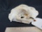 MOUNTAIN LON SKULL TAXIDERMY