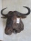 Wildebeest Sh Mt TAXIDERMY