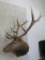 Elk Sh Mt TAXIDERMY