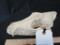 WOLF SKULL *ALL TEETH* TAXIDERMY