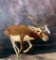 Lifesize Blackbuck TAXIDERMY