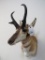 Pronghorn Sh Mt TAXIDERMY