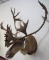 REALLY NICE Caribou Sh Mt TAXIDERMY