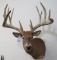 LG Whitetail Sh Mt TAXIDERMY