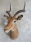 Impala Sh Mt TAXIDERMY