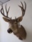 Mule Deer Sh Mt TAXIDERMY