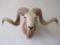 TX Dall Sheep Sh Mt TAXIDERMY