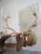 Elk Sh Mt TAXIDERMY