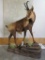 Lifesize Chamois on Rock Base TAXIDERMY