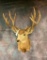 Mule Deer Sh Mt TAXIDERMY