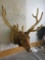 Elk Sh Mt in Real Velvet TAXIDERMY