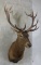 REALLY NICE Red Deer Sh Mt TAXIDERMY