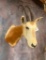 Simitar Horn Oryx *TX RESIDENTS ONLY* TAXIDERMY