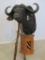 CAPE BUFFALO PEDESTAL TAXIDERMY