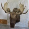 Moose Sh Mt TAXIDERMY