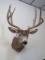 Mule Deer Sh Mt TAXIDERMY