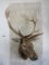 Elk Sh Mt TAXIDERMY