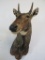 Nilgai Sh Mt TAXIDERMY