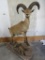 Lifesize Middle Caucasian Tur on Base TAXIDERMY