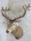 XL Red Deer Sh Mt TAXIDERMY