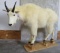 Lifesize Mtn Goat TAXIDERMY