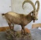 Lifesize Himilayan Ibex on Base TAXIDERMY