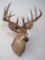 Whitetail Sh Mt TAXIDERMY