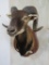 Corsican Sheep Sh Mt TAXIDERMY