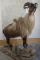 Really Pretty Lifesize Tahr on Rock Base TAXIDERMY