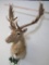 BEAUTIFUL Fallow Deer Wall Pedestal TAXIDERMY