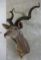 REALLY NICE Kudu Sh Mt TAXIDERMY