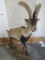 Lifesize Spanish Ibex on Base TAXIDERMY