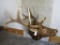 Elk Sh Mt w/Turn TAXIDERMY