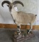 Lifesize Blue Sheep on Base TAXIDERMY