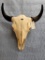 BUFFALO SKULL TAXIDERMY