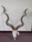 Kudu Skull W/Horns TAXIDERMY
