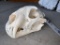 Female Lion Skull TAXIDERMY *FLORIDA RESIDENTS ONLY*