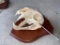Leopard Skull on Plaque. TAXIDERMY *FLORIDA RESIDENTS ONLY*