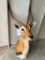 Kafue Lechwe TAXIDERMY