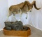 Lifesize JUVENILE MARCO POLO Sheep on Base*FLORIDA RESIDENTS ONLY* TAXIDERMY