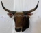 *RARE* Banteng Sh Mt *FL RESIDENTS ONLY*TAXIDERMY