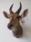 Bushbuck Sh Mt TAXIDERMY